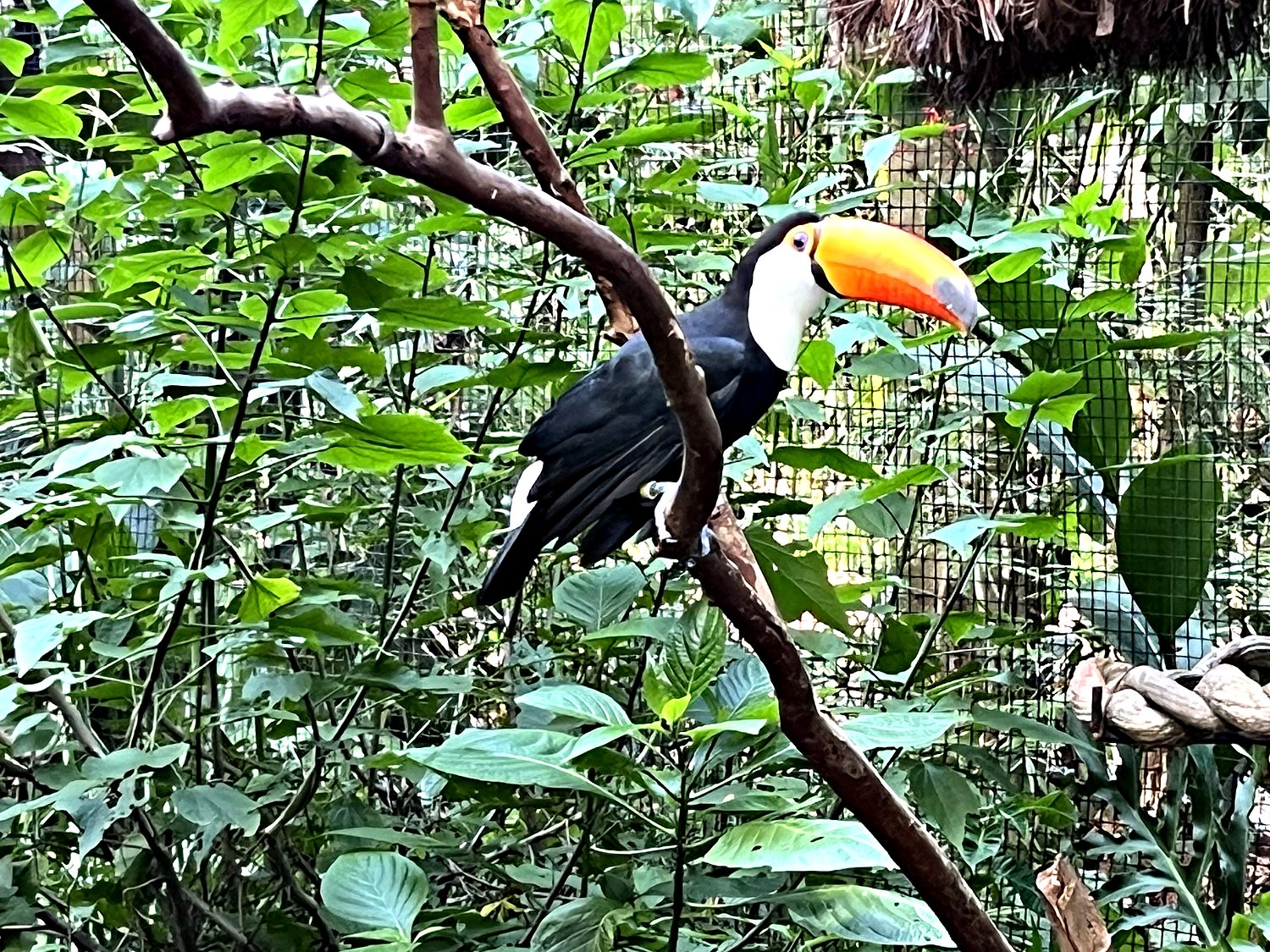the toco toucan