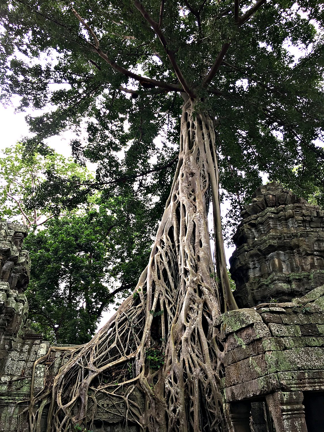 ta prohm