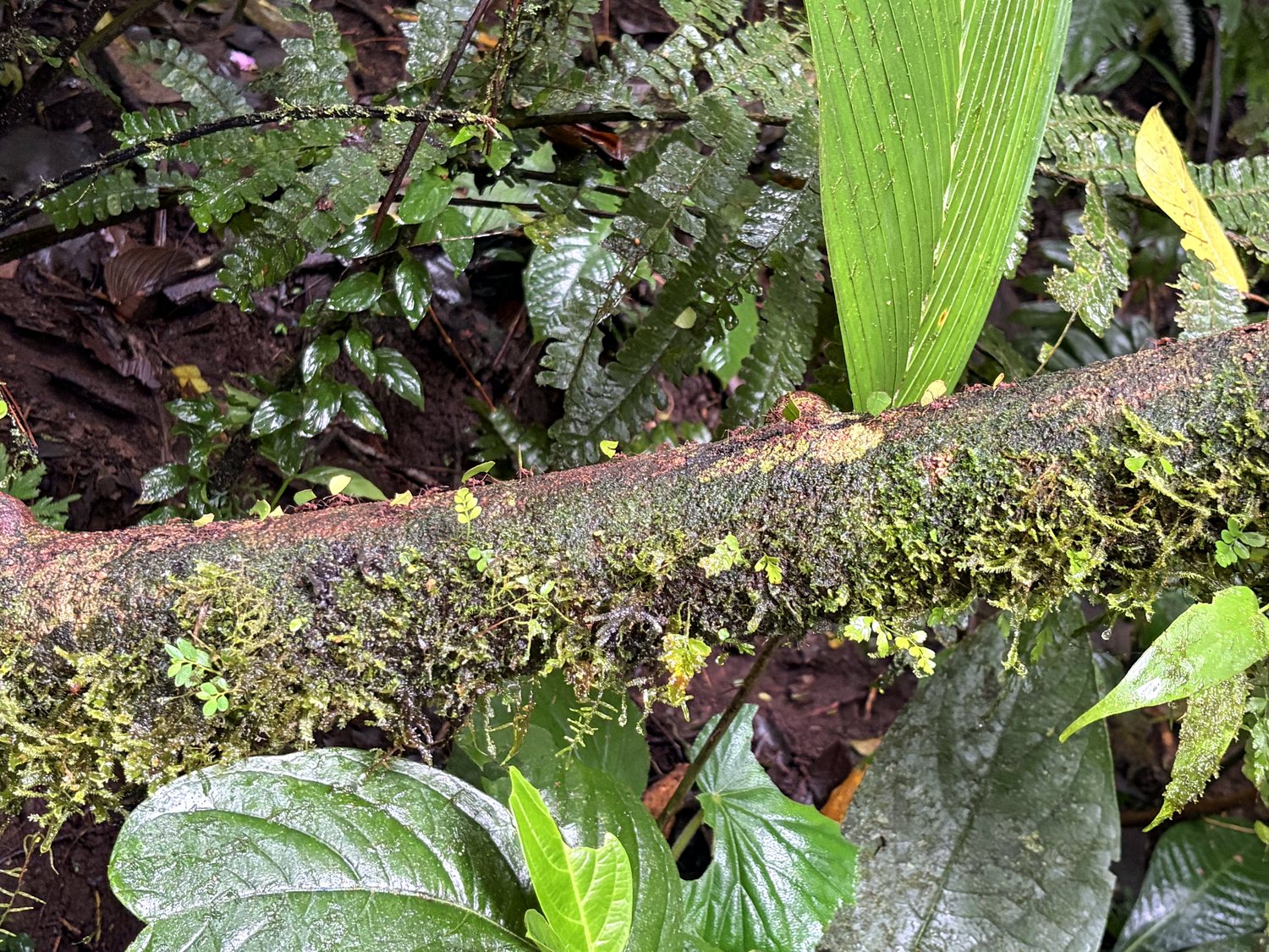 mistico hanging bridges park