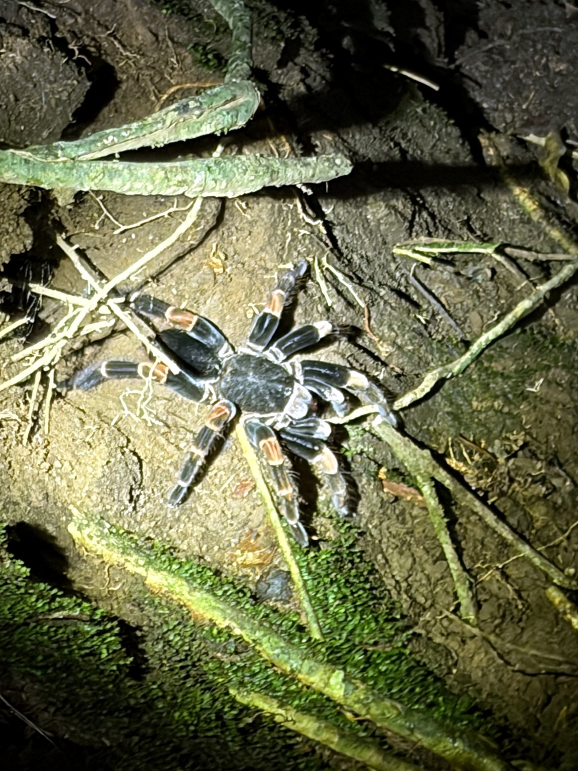 wildlife and tarantulas