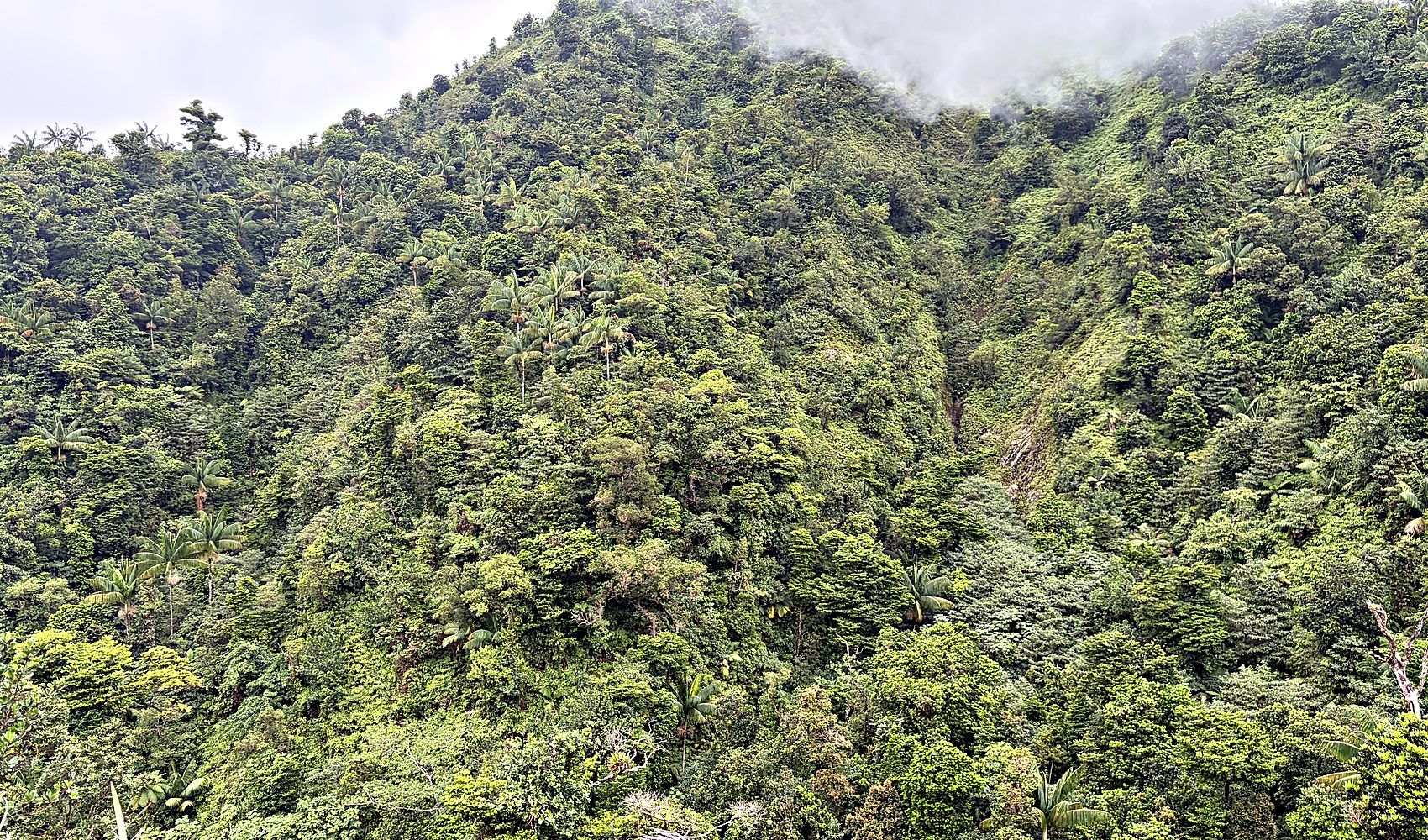 trafalgar falls tumbling through the rainforest near roseau