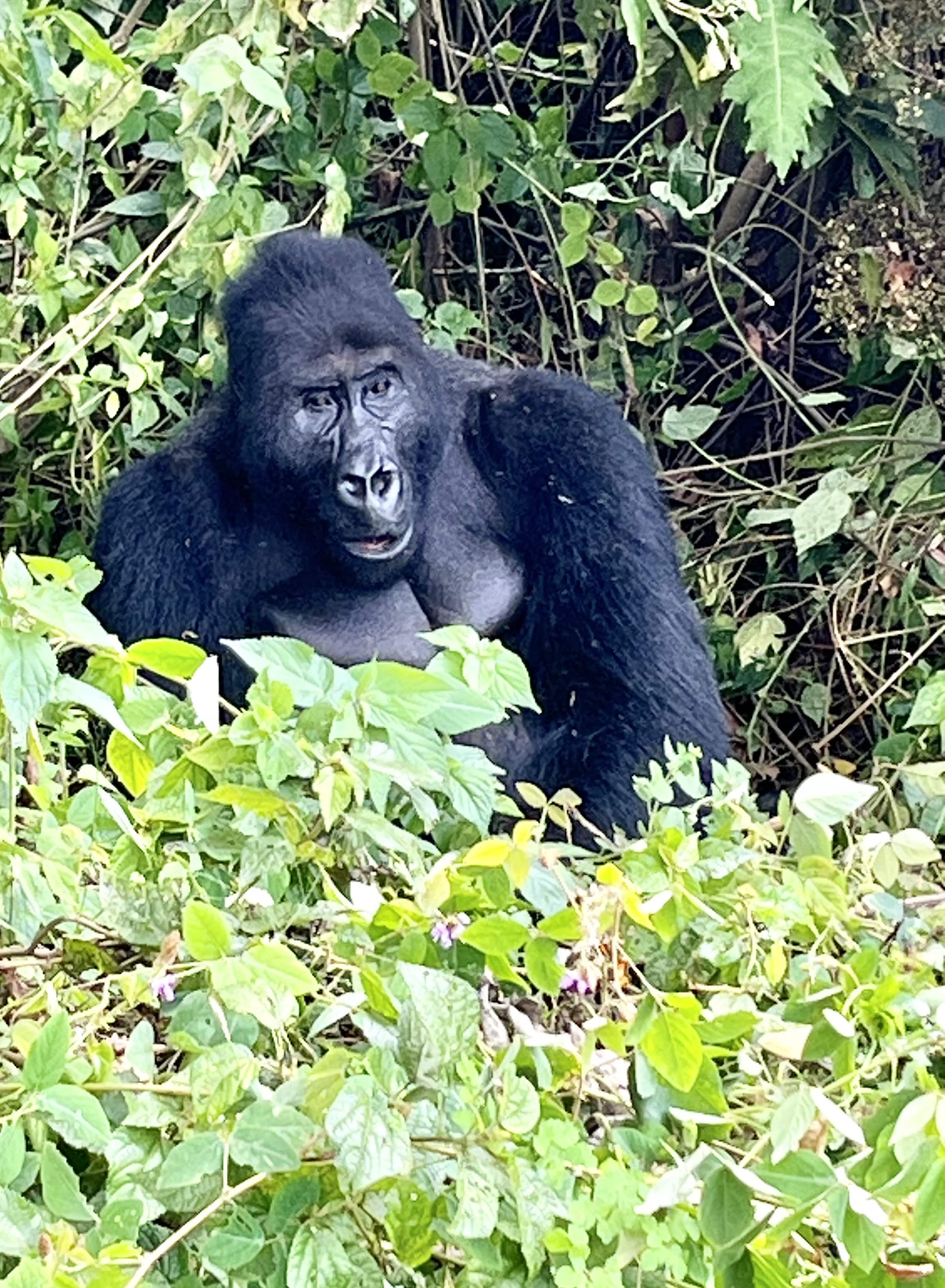 eastern lowland gorilla in kahuzi national park