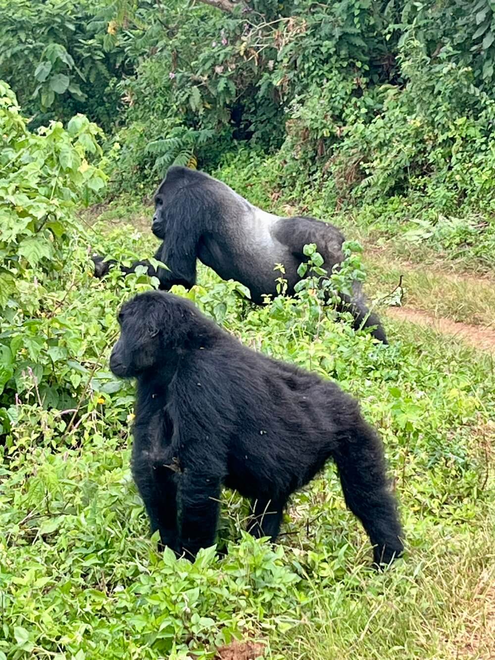 eastern lowland gorillas in kahuzi national park