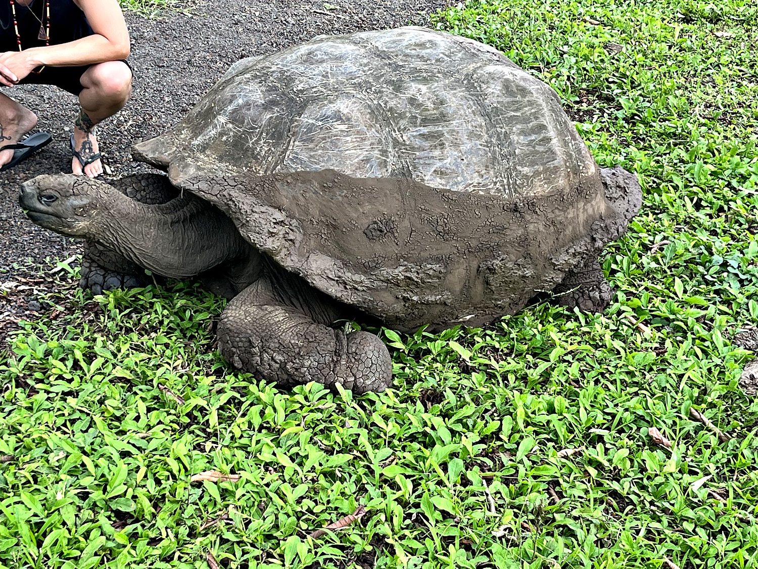 the giant tortoise
