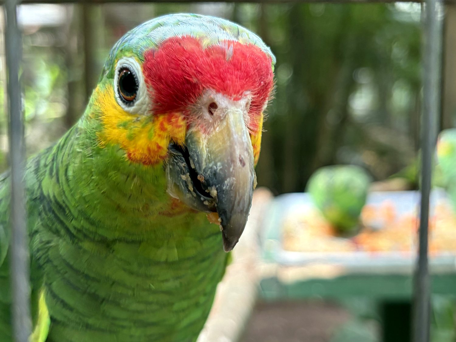 macaw mountain bird park