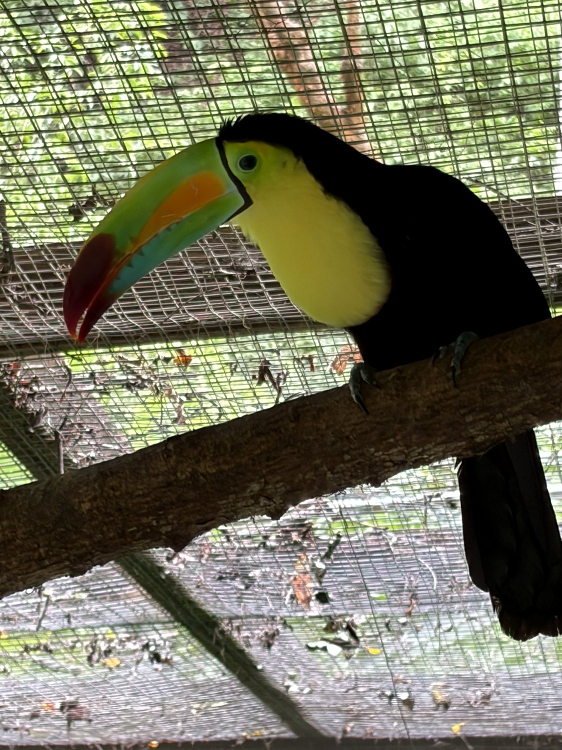 macaw mountain bird park