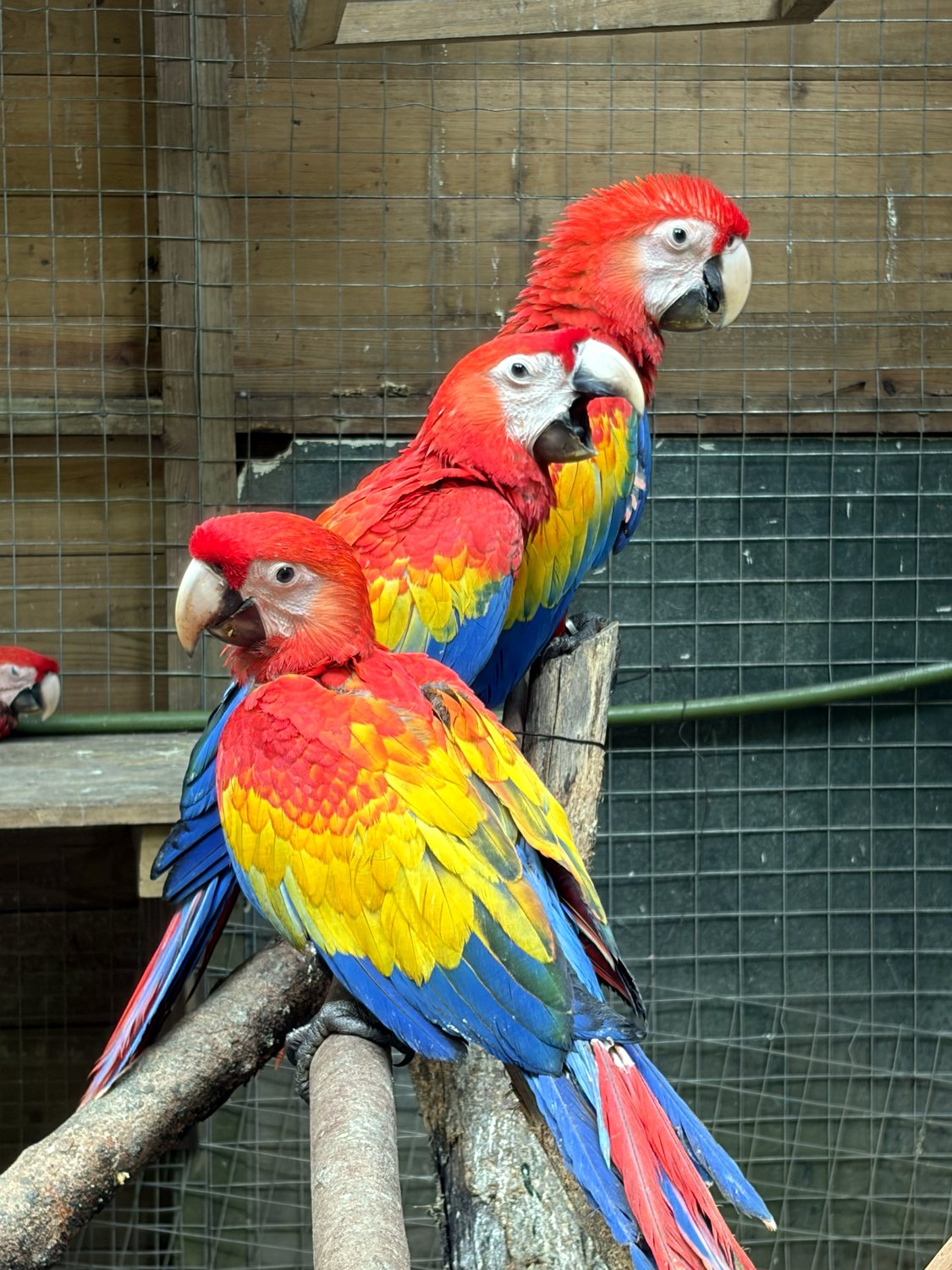 macaw mountain bird park