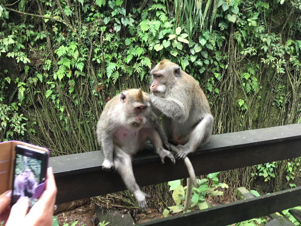 the ubud monkey forest