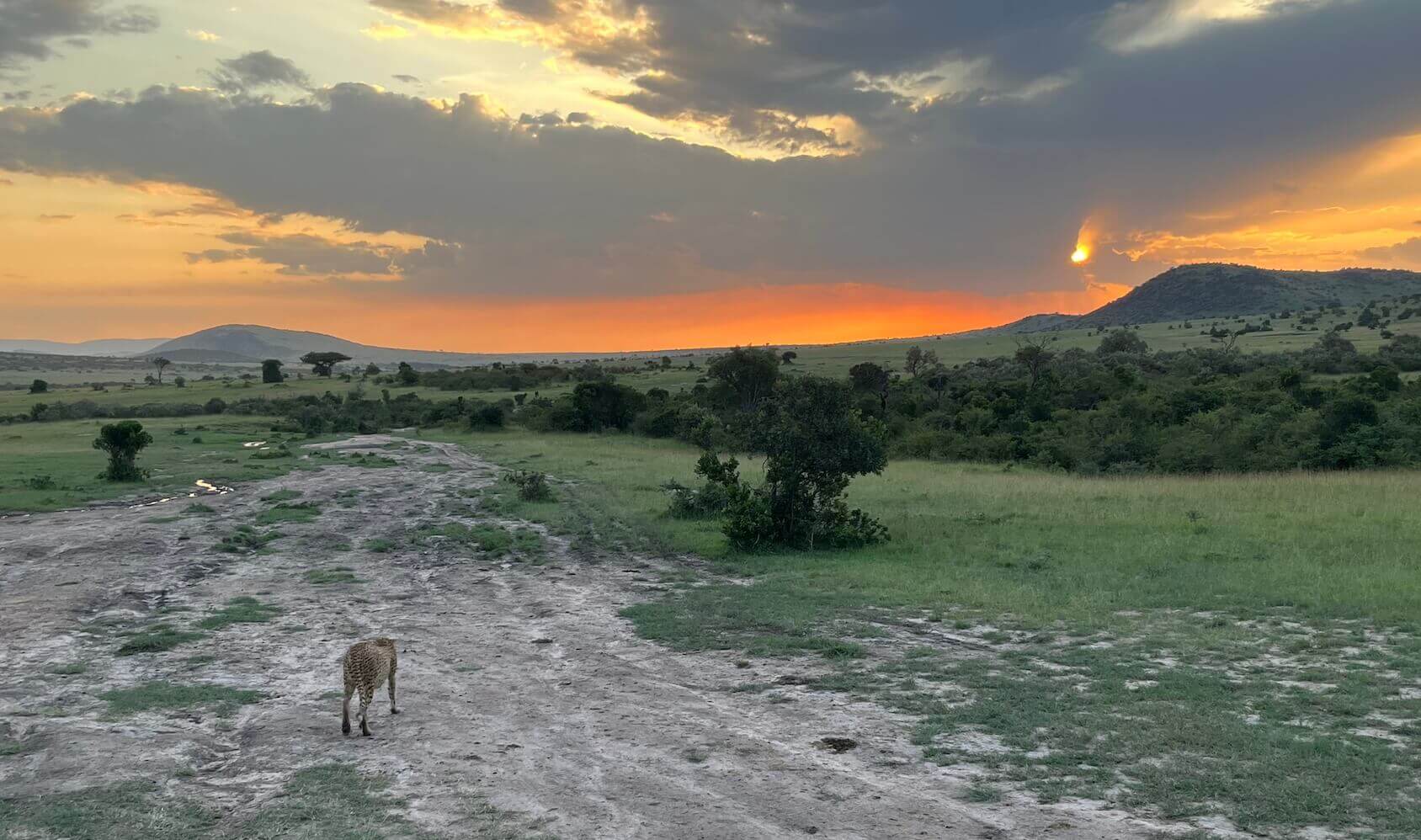 cheetah walking towards the sunset in masai mara park