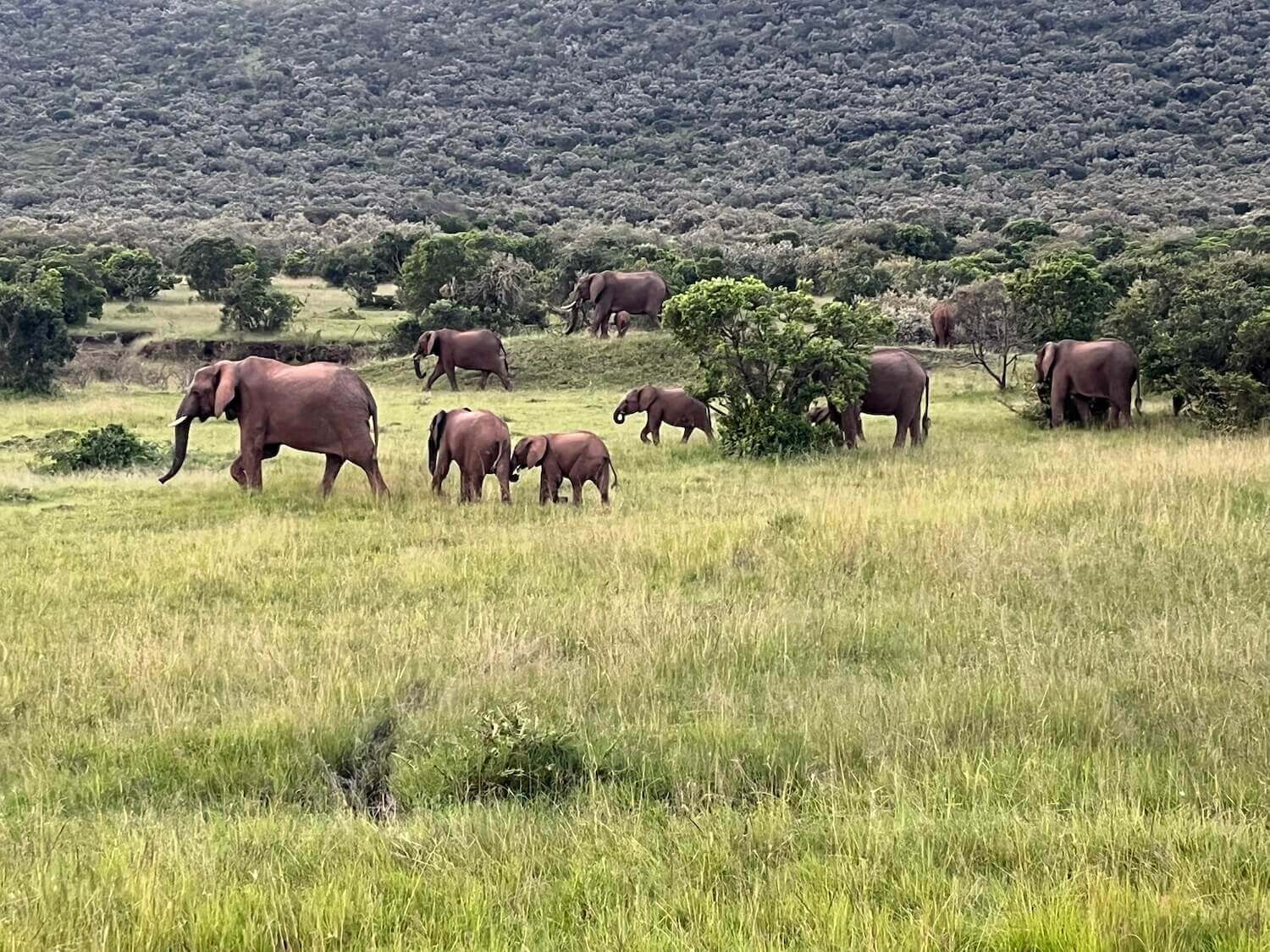 herd of elephants in masai mara park in kenya