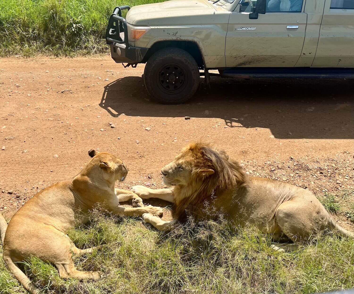 two lions resting near a jeep in masai mara park in kenya