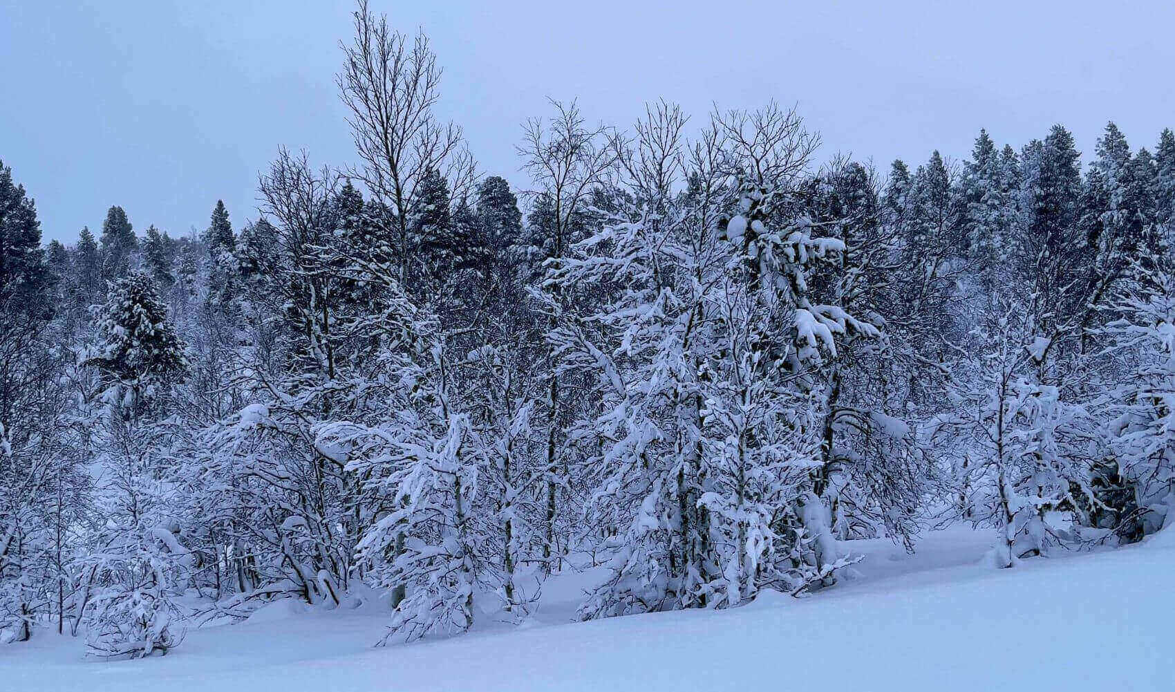 snow-covered forest in northern sweden